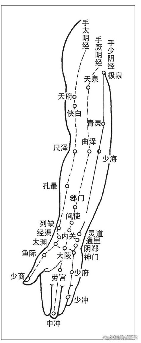 曲尺穴位置|曲池（人体腧穴）